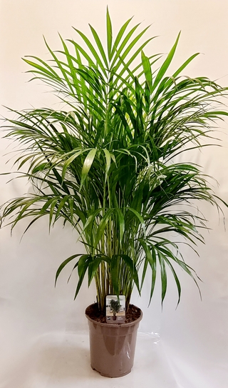 Bamboo Palm Plant