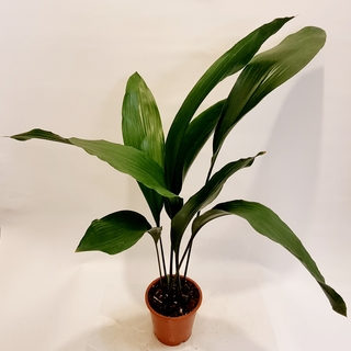 Aspidistra Plant