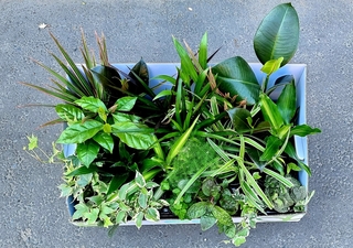 Assorted Mini Plants
