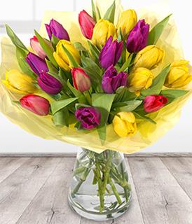 tulips- category