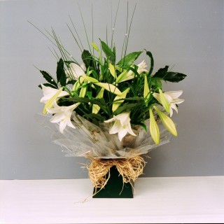 Hand-Tied Arrangement of Ivory Lily Trumpets