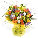 Freesia Zest Classic Scented Flowers
