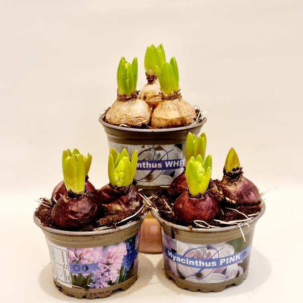 Scented Hyacinth Plant